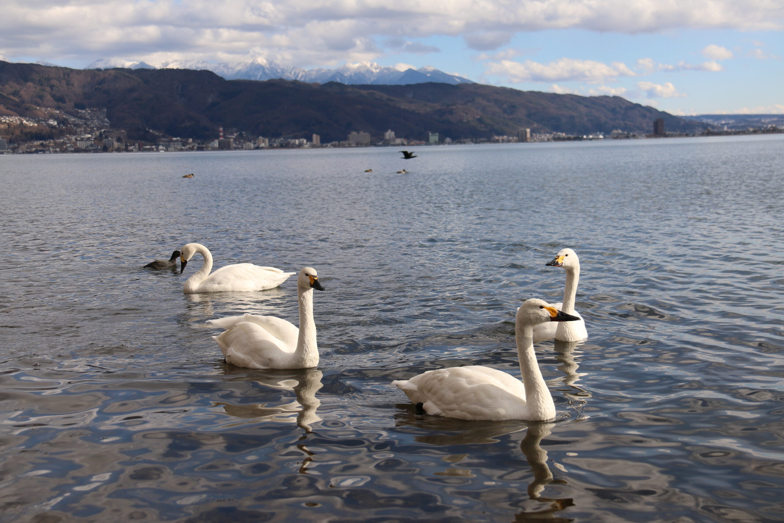 諏訪湖 白鳥飛来地 - 信州シルクロード